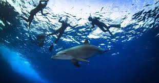 Scuba diving excursion